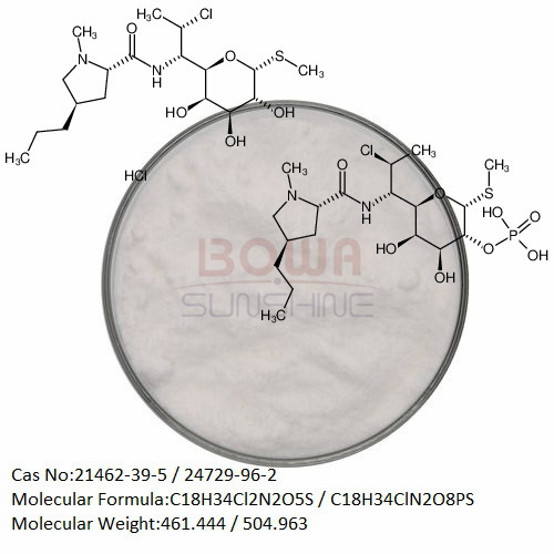  Clindamycin Hydrochloride/Phosphate